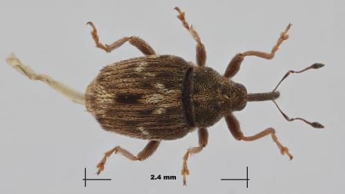 Microplontus rugulosus